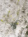 Small plant with flowers grimy on the dry soil - PhotoDune Item for Sale