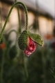 The fruit of the poppy: an unopened bud close-up - PhotoDune Item for Sale