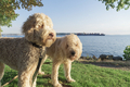 Fluffy cute dogs on leash at park - PhotoDune Item for Sale