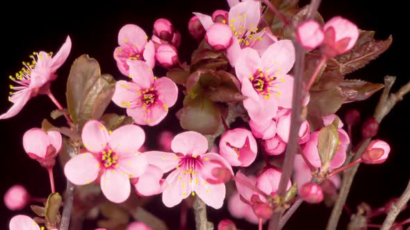 Pink Flowers Blossoms on the Branches Cherry Tree