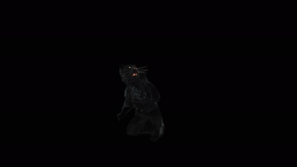 72 Panther Standing Magic Attack 4K
