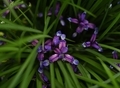 lilac irises in the grass in the summer garden after the rain - PhotoDune Item for Sale