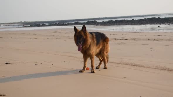 Young German shepherd dog standing near a toy ball on beach | Tired German shepherd dog standing on