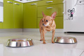 Cute dog with a bowl of food and water - PhotoDune Item for Sale