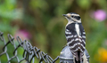 Close up of female Downey woodpecker perched on wire fence  - PhotoDune Item for Sale