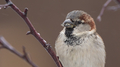 Backyard bird, female house sparrow, close up  - PhotoDune Item for Sale