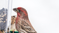 Male house finch eating seeds - PhotoDune Item for Sale