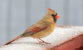 Nature background, wildlife, female northern cardinal perched on deck with snow  - PhotoDune Item for Sale