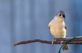 Tufted titmouse perched on branch  - PhotoDune Item for Sale