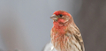 Close up of male house finch perched on fence in backyard  - PhotoDune Item for Sale