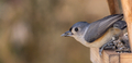 Tufted titmouse eating sun flower seed - PhotoDune Item for Sale
