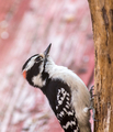 Downy woodpecker perched on a branch - PhotoDune Item for Sale