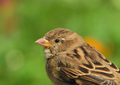 Nature background, wildlife, close up of female house sparrow  - PhotoDune Item for Sale
