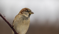 Female house sparrow perched on branch  - PhotoDune Item for Sale