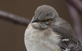 Close up of mockingbird perched on a branch   - PhotoDune Item for Sale