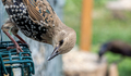 Female European starling eating suet from container - PhotoDune Item for Sale