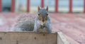 Nature, squirrel on red wooden deck eating peanut  - PhotoDune Item for Sale