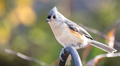 Backyard birds, close up of tufted titmouse perched on a bird feeder - PhotoDune Item for Sale