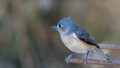 Close up of Tufted titmouse with sunflower seed in mouth perched on stick  - PhotoDune Item for Sale