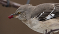 Close up of mockingbird perched on branch eating crabapple  - PhotoDune Item for Sale