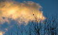 Small silhouette bird perch on a branch at sunset - PhotoDune Item for Sale