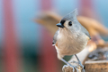 Close up of a tufted titmouse bird  - PhotoDune Item for Sale