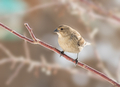 Nature background, wildlife, female cow bird perched on tree branch  - PhotoDune Item for Sale