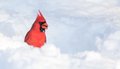 Male northern cardinal eating sunflower seed in the snow, nature in winter  - PhotoDune Item for Sale