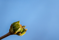 Close up of the bud of a plant against a clear blue sky background  - PhotoDune Item for Sale