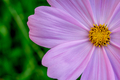 Close-up of pink cosmos flowers good for backgrounds or calendars - PhotoDune Item for Sale