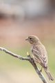 Nature background, wildlife,  female house finch perched on tree branch  - PhotoDune Item for Sale