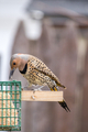 Common Yellow Shafted Flicker Feeding - PhotoDune Item for Sale