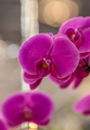 Close-up of pink orchid plant - PhotoDune Item for Sale