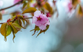 Spring blossom flowers, nature background  - PhotoDune Item for Sale