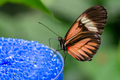 Close up of a butterfly perched on a nectar feeder  - PhotoDune Item for Sale