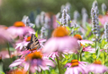 Close up of butterfly on pink cone flowers  - PhotoDune Item for Sale