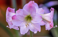 Close up of amaryllis flowers, backgrounds  - PhotoDune Item for Sale