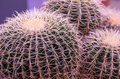 Close-up of cactus plant - PhotoDune Item for Sale