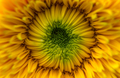 Close up of a sun flower plant, macro photography, yellow and green pallet  - PhotoDune Item for Sale