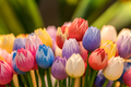 Artificial tulip flowers of varying colors  - PhotoDune Item for Sale