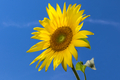 Sun Flower against blue sky, background - PhotoDune Item for Sale