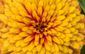 Close up of a yellow orange flower, petals - PhotoDune Item for Sale