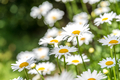Nature and outdoors, garden of white yellow flowers, field of daisies, camomile  - PhotoDune Item for Sale