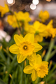 Close up of Dutch master daffodils, background, nature  - PhotoDune Item for Sale