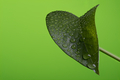 Water droplets on a green leaf against a green background, deep depth of field  - PhotoDune Item for Sale