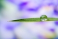 Close up of water droplet on blade of grass, macro, background  - PhotoDune Item for Sale