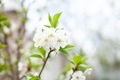 Spring blossom - PhotoDune Item for Sale