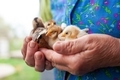 Woman hold small cute newborn baby chickens hen in hands, warming up, farm birds - PhotoDune Item for Sale