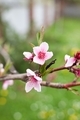 Peach blossom - PhotoDune Item for Sale