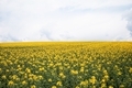 Bright yellow canola flower - PhotoDune Item for Sale